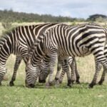 Zebra-Mikumi-Wildness-Safari-Tanzania