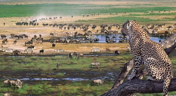 Safari Car From Mwanza To North Serengeti